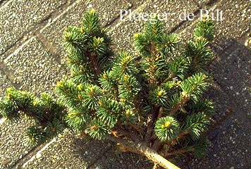 Picea abies 'Cranstonii'