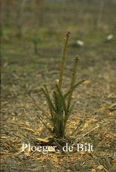 Picea abies 'Cupressina'