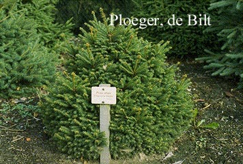 Picea abies 'Gregoryana Veitchii'