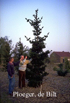 Picea abies 'Lombartsii'