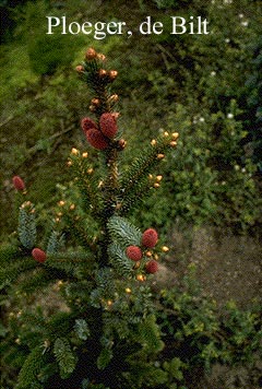 Picea alcoquiana