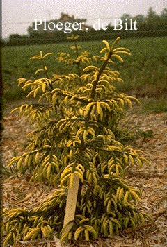 Picea orientalis 'Early Gold'