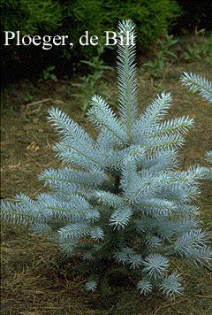 Picea pungens 'Edith'