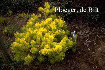 Pinus contorta 'Frisian Gold'