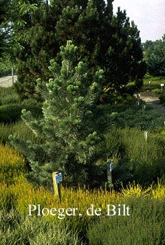 Pinus flexilis 'Firmament'