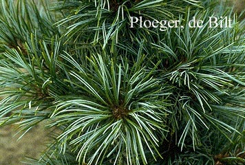 Pinus koraiensis 'Silveray'