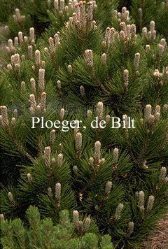 Pinus heldreichii 'Compact Gem'