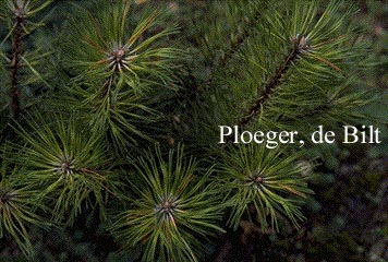 Plantentuin Esveld