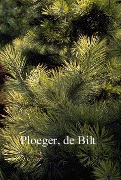 Pinus nigra 'Aurea'