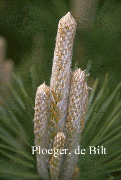 Pinus nigra 'Geant de Suisse'