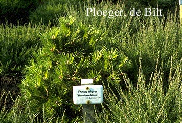 Pinus nigra 'Hornibrookiana'
