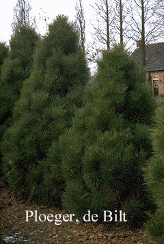 Pinus nigra 'Pyramidalis'