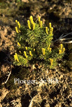 Pinus parviflora 'Adcocks Dwarf'