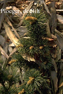 Pinus parviflora 'Venus'