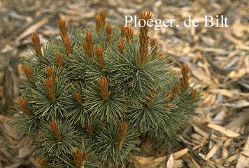 Pinus pumila 'Globe'