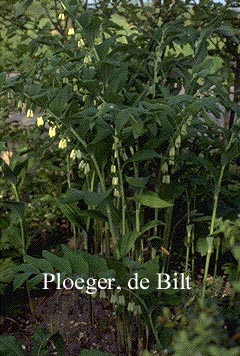 Polygonatum hybridum 'Weihenstephan'