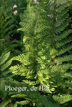 Polystichum setiferum 'Dahlem'