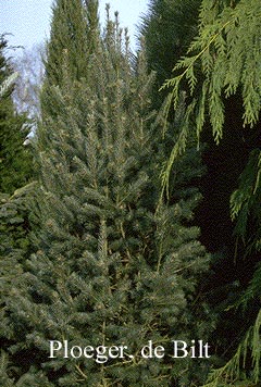 Pseudotsuga menziesii 'Fastigiata'