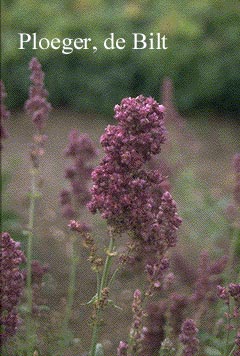 Salvia nemorosa 'Plumosa'