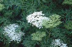 Sambucus nigra 'Laciniata'