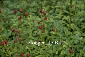 Sanguisorba officinalis 'Tanna'