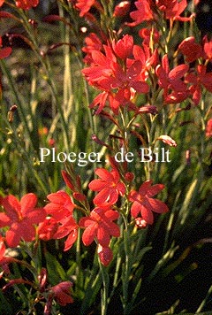 Schizostylis coccinea 'Major'