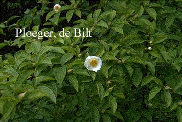 Stewartia pseudocamellia