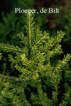 Taxus baccata 'Adpressa Aurea'