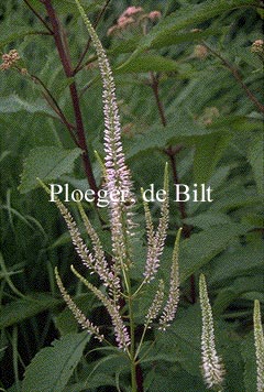 Veronicastrum virginicum 'Lavendelturm'