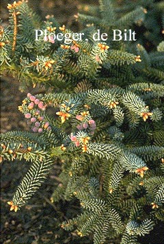 Abies pinsapo 'Glauca'