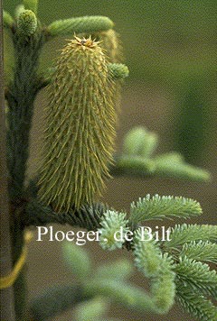 Abies procera 'Glauca'