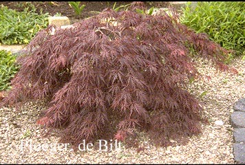 Acer palmatum 'Garnet'