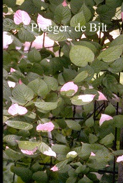 Actinidia kolomikta