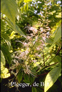 Aesculus parviflora