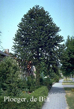 Araucaria araucana