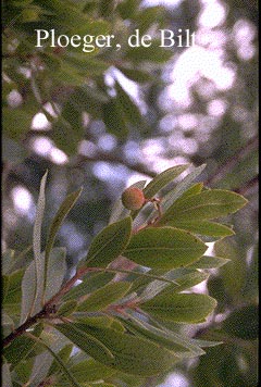 Arbutus unedo