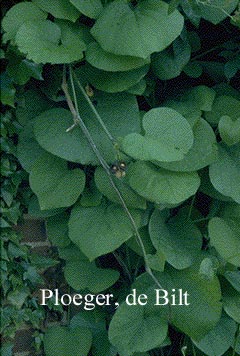 Aristolochia macrophylla