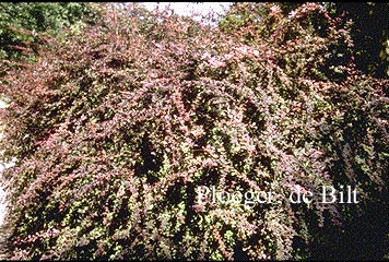 Berberis thunbergii 'Atropurpurea'