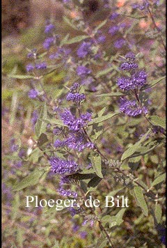 Caryopteris clandonensis 'Heavenly Blue'