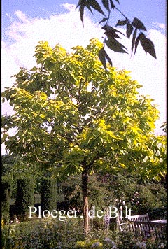 Catalpa bignonioides 'Aurea'