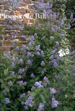 Ceanothus delilianus 'Gloire de Versailles'