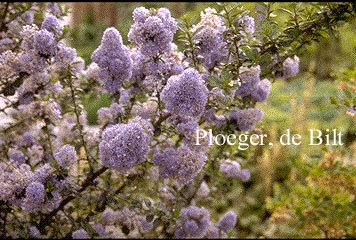 Ceanothus 'Topaze'