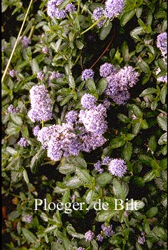 Ceanothus thyrsiflorus repens