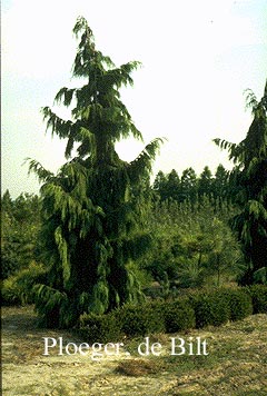 Chamaecyparis nootkatensis 'Pendula'