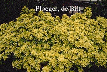 Choisya ternata 'Lich' (SUNDANCE)