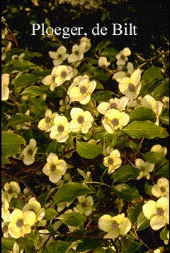 Cornus florida