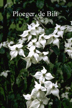 Cornus kousa