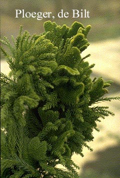 Cryptomeria japonica 'Cristata'