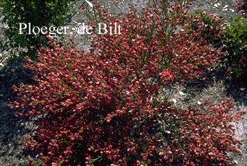 Cytisus praecox 'Boskoop Ruby'