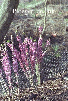 Daphne mezereum
